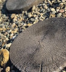 Bradstone Stonewood, antická hnedá